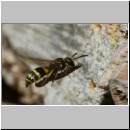 Ancistrocerus nigricornis - Lehmwespe 23a am IH beim Eintrag einer Schmetterlingslarve.jpg